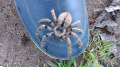 Polybetes pythagoricus