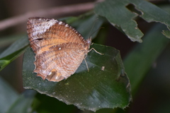 Elymnias hypermnestra