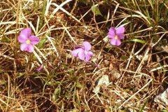 Viola bertolonii