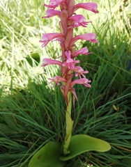 Satyrium macrophyllum
