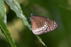 Euploea core