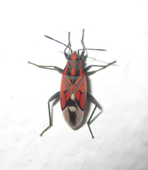 Haemobaphus concinnus