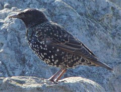 Sturnus vulgaris