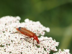 Rhagonycha fulva