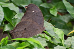 Melanitis leda
