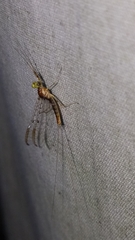 Stenacron interpunctatum interpunctatum