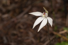 Caladenia fuscata
