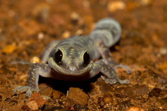 Oedura cincta