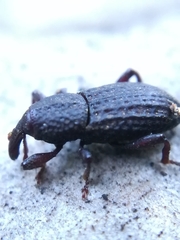Mitoplinthus caliginosus
