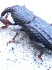 Mitoplinthus caliginosus