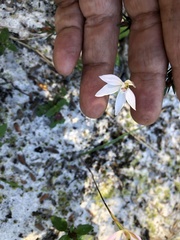 Caladenia fuscata
