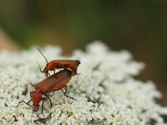 Rhagonycha fulva
