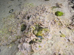 Lithophyllum incrustans