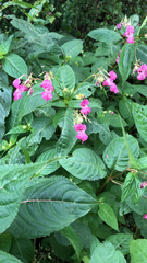 Impatiens glandulifera