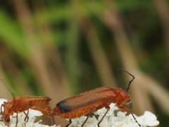 Rhagonycha fulva