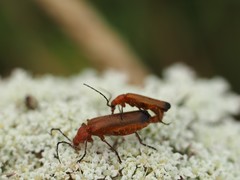Rhagonycha fulva