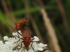 Rhagonycha fulva