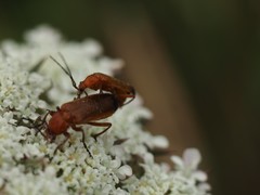 Rhagonycha fulva