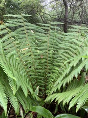 Dryopteris crassirhizoma
