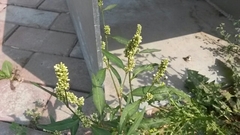 Persicaria tomentosa