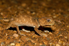 Nephrurus asper