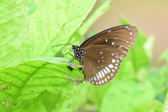 Euploea core