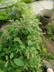 Elsholtzia ciliata