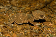 Nephrurus asper