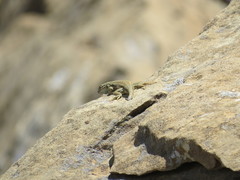 Sceloporus graciosus graciosus