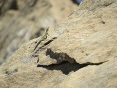 Sceloporus graciosus graciosus