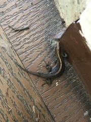 Pholidobolus vertebralis