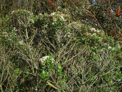 Olearia haastii