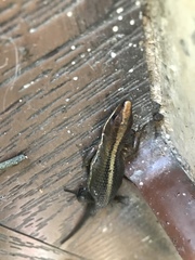 Pholidobolus vertebralis