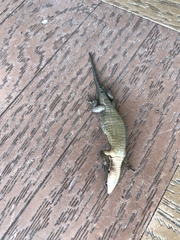 Pholidobolus vertebralis