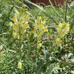 Linaria vulgaris