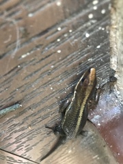 Pholidobolus vertebralis