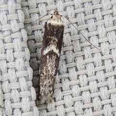 Blastobasis adustella