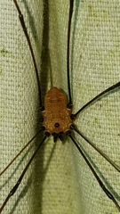 Leiobunum nigropalpi