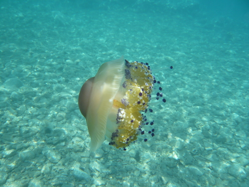 Photo of Fried egg jellyfish (Cotylorhiza tuberculata)