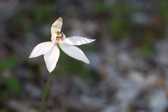 Caladenia fuscata
