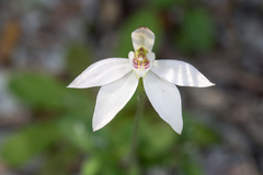 Caladenia fuscata