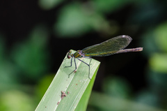 Calopteryx splendens