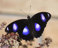 Hypolimnas bolina nerina