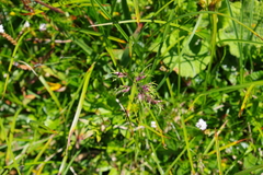 Poa alpina vivipara