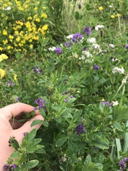 Medicago sativa sativa