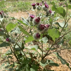 Arctium tomentosum