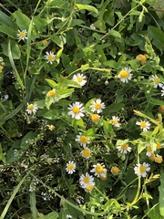 Tripleurospermum inodorum