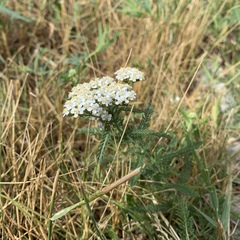 Achillea millefolium