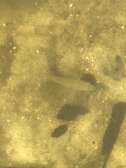 Fundulus diaphanus