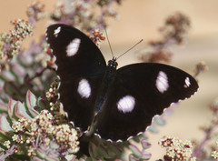 Hypolimnas bolina nerina